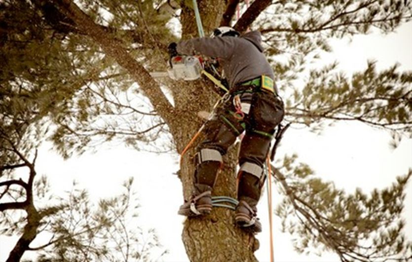 Wycinanie i pielęgnacja drzew techniką alpinistyczną, Del-Drew Dawid Deluga, Tumanek